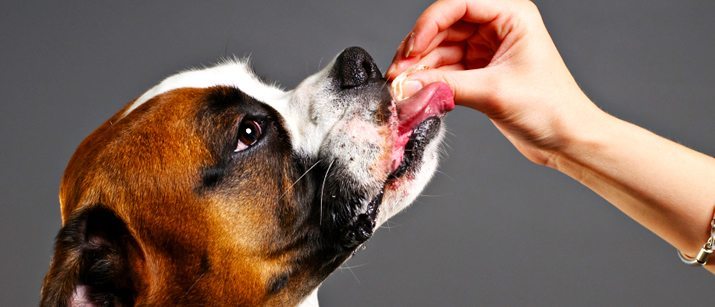 Image result for dog eating tablet
