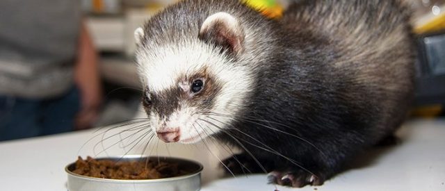 Ferret Food A Recipe for Success VetBabble