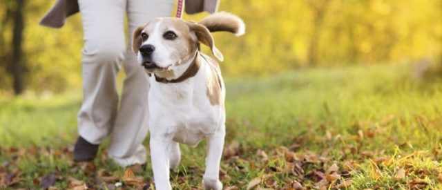 Collars, Leads &amp; Harnesses for My Dog | VetBabble