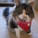 cat with bandana