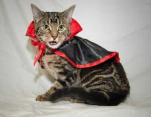 cat in dracula costume