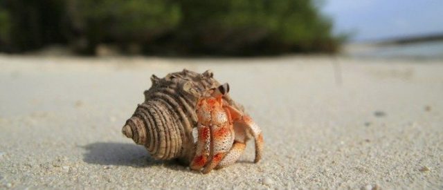 Il granchio eremita sulla spiaggia