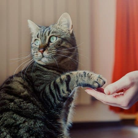 Basic Cat Training Tips for Beginners VetBabble