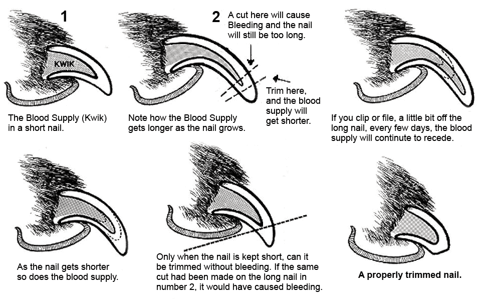 Nail Trimming Diagram