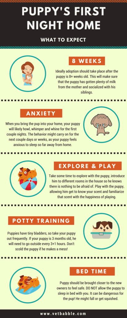Puppy's First Night Home Infographic