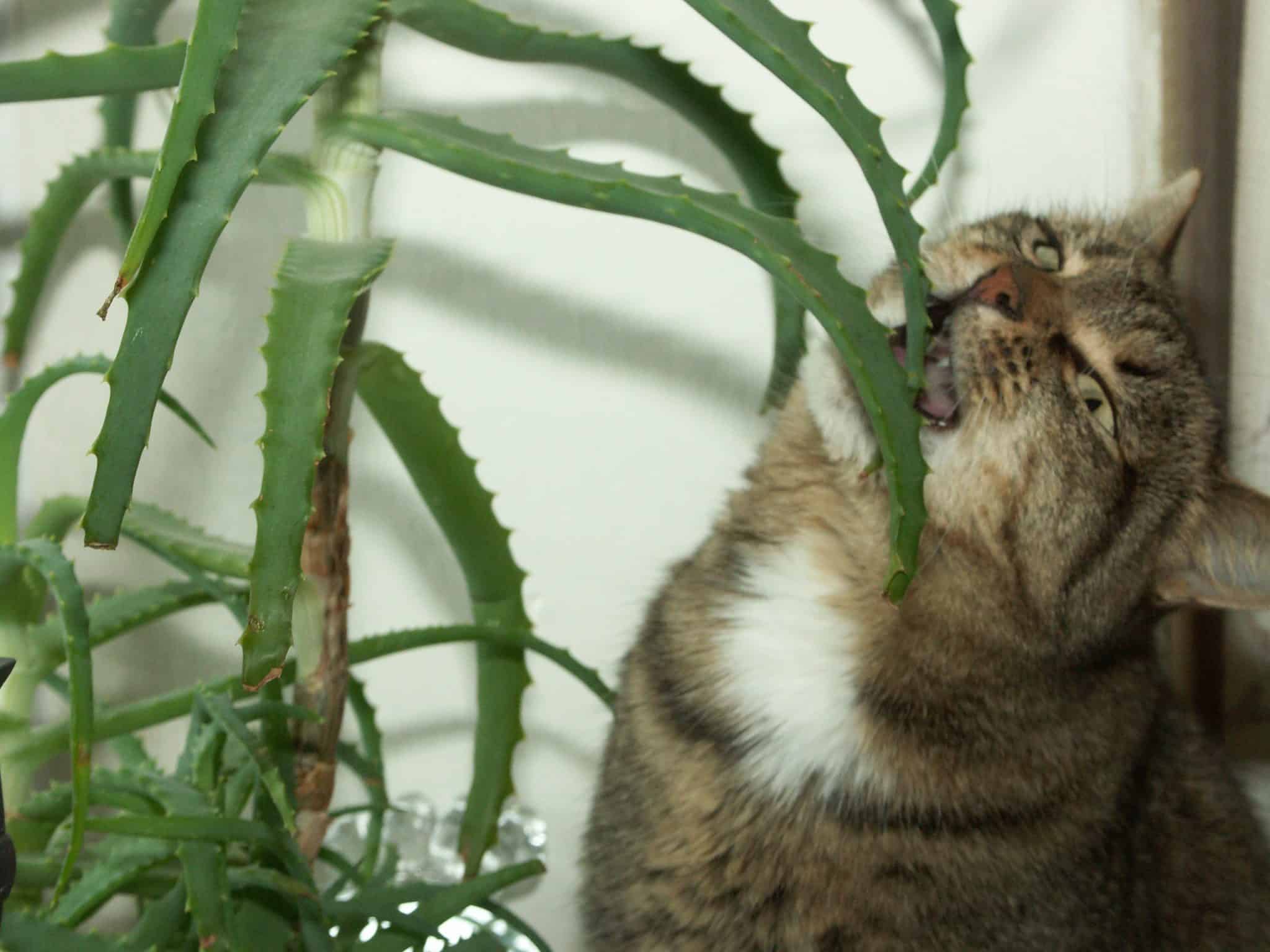 Common Houseplants To Be Aware With Cats And Dogs Vetbabble