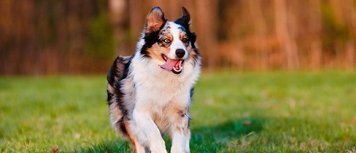 Australian Shepherd Facts Every Owner Know | VetBabble