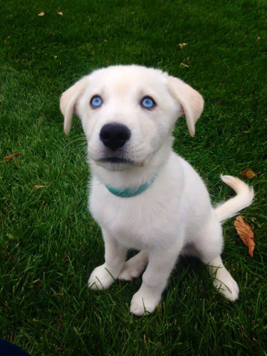golden retriever puppy blue eyes