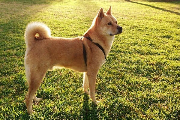 Everything You Need To Know Before Adopting A Shiba Inu Vetbabble