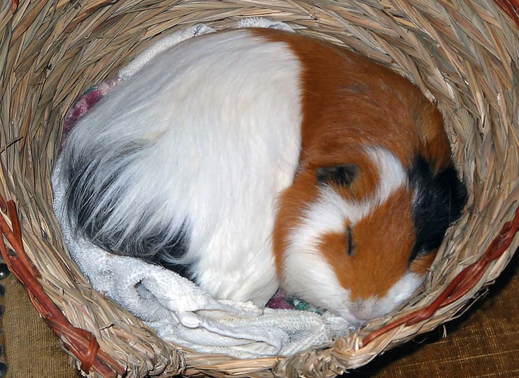 expandable guinea pig cage