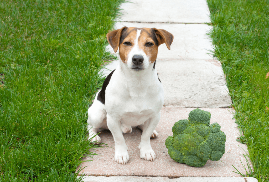 dog with Broccoli