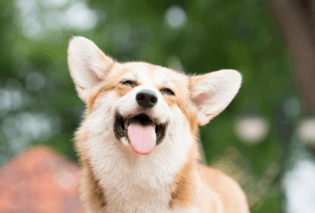 happy dog