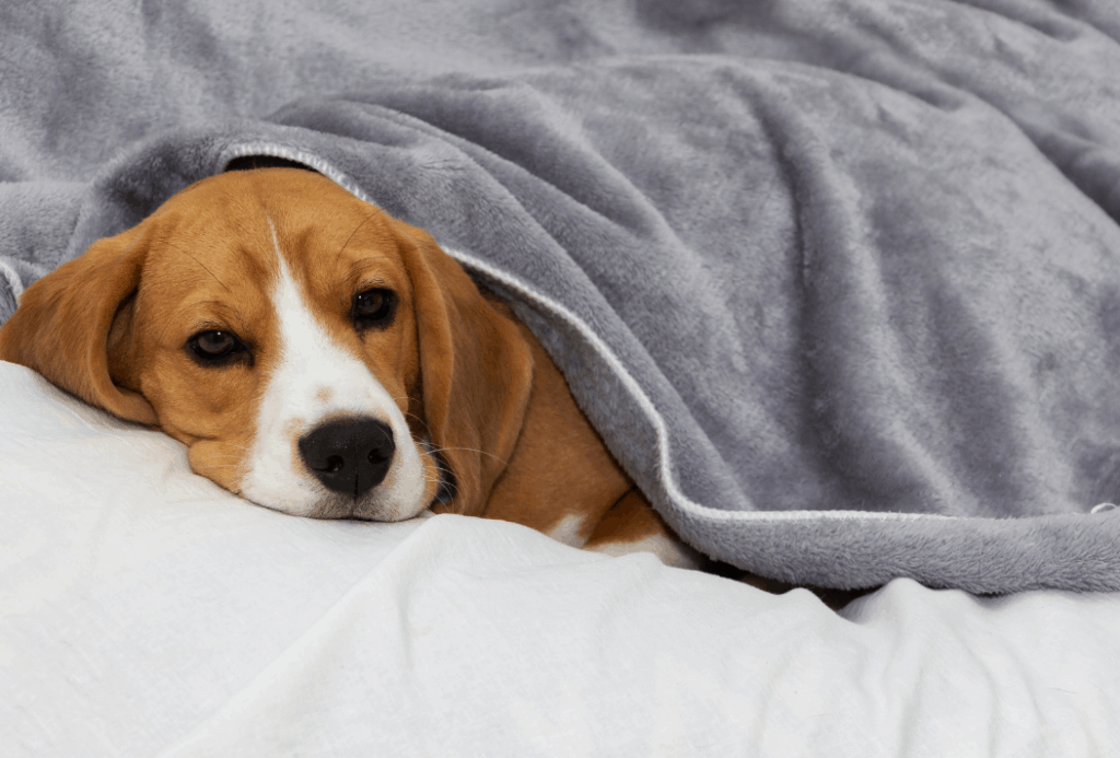 keeping dog warm after surgery
