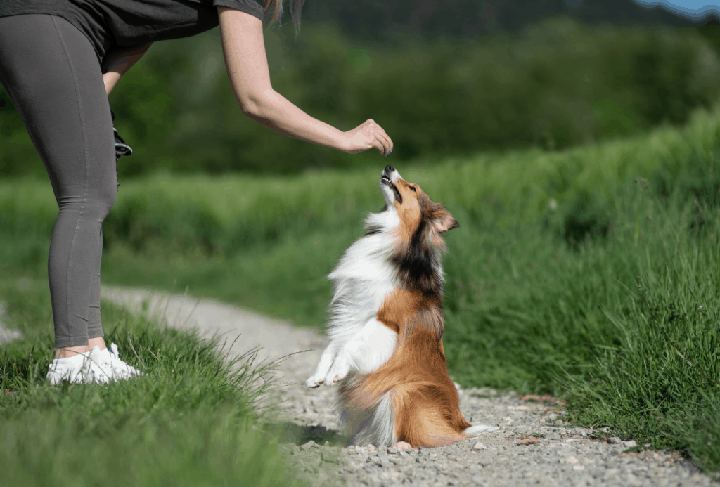 training routines for dogs