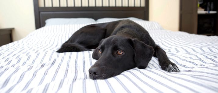 What to do when your dog pees on your bed Why Is My Dog Peeing On The Bed Causes Treatment Vetbabble