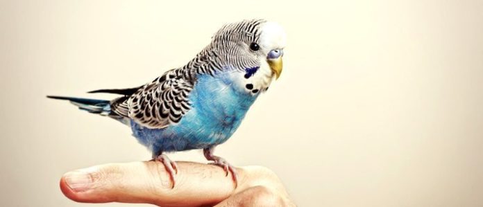 Budgie on owners finger