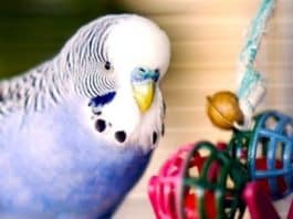 budgie with toys