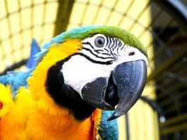 macaw portrait