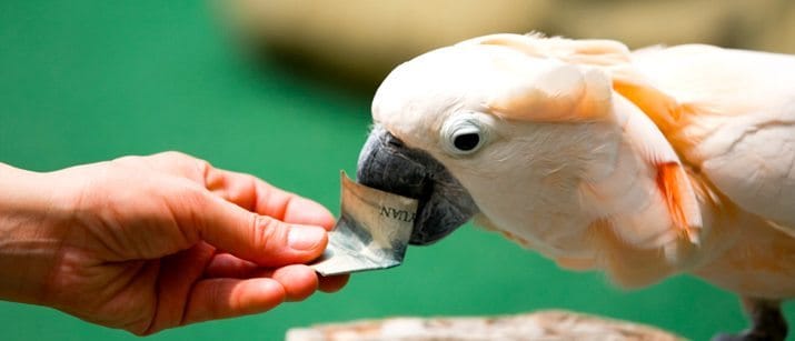 cockatoo with money