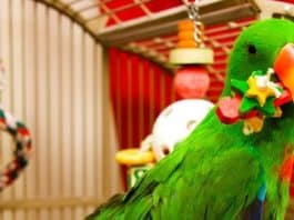 Electus Parrot Playing