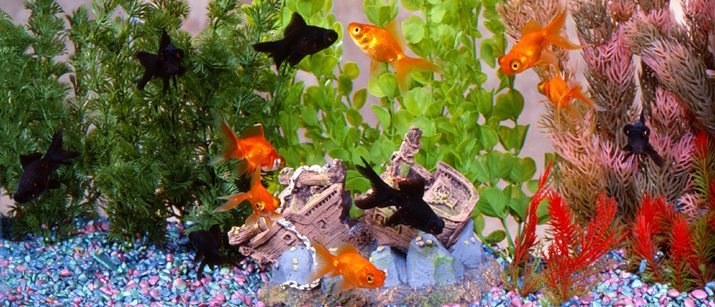 Goldfish Care – Caring for Pet Goldfish