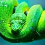 130430-green-snake1[1]
