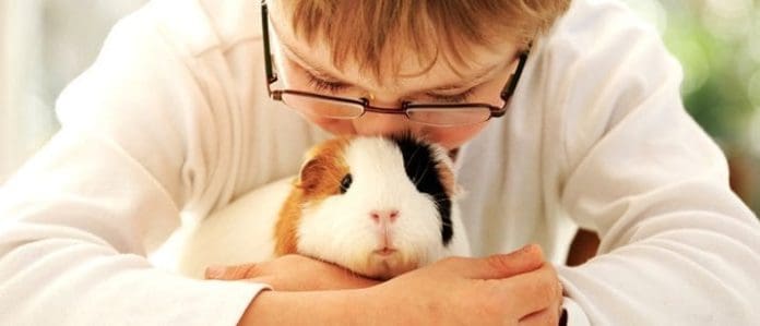 Guinea Pig and Child