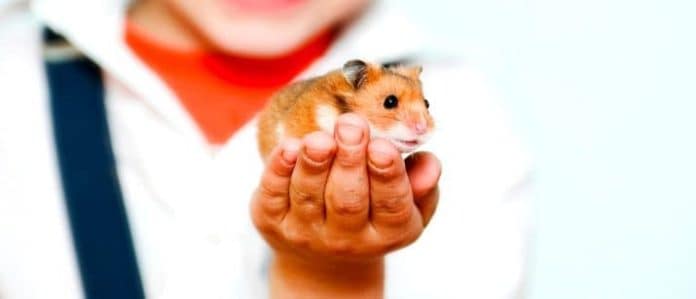 hamster and kid