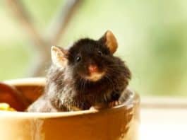 mouse in bowl