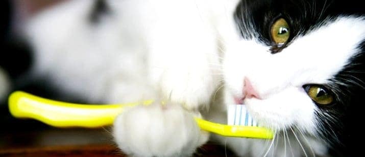 cat with a toothbrush