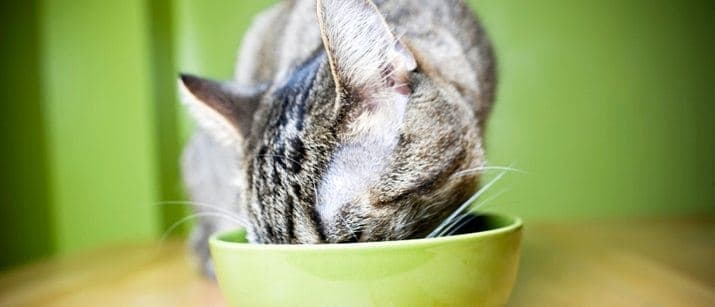 Cat eating out of bowl