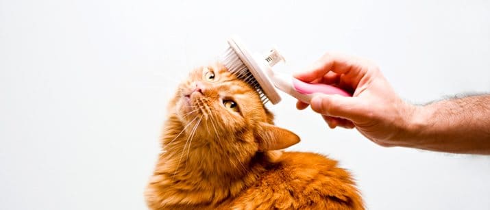 cat grooming picture