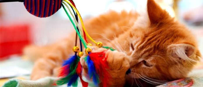 cat playing with feathers