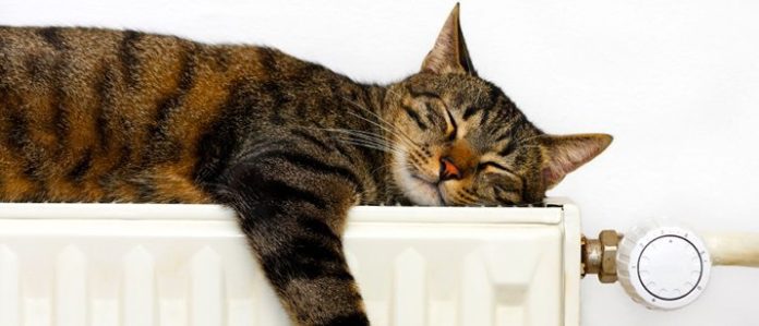 cat sleeping on heater