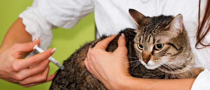 Cat Vaccinations Vaccination Schedules VetBabble