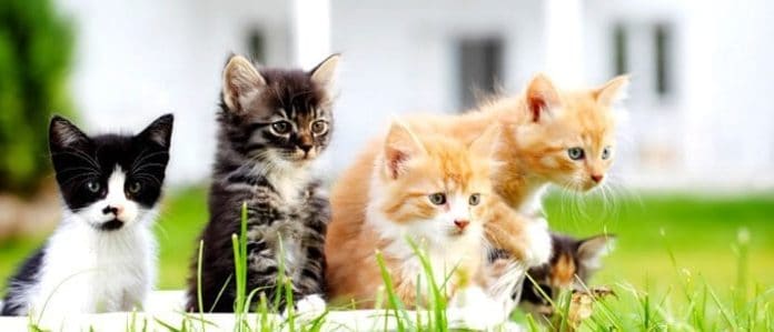 Kittens on grass