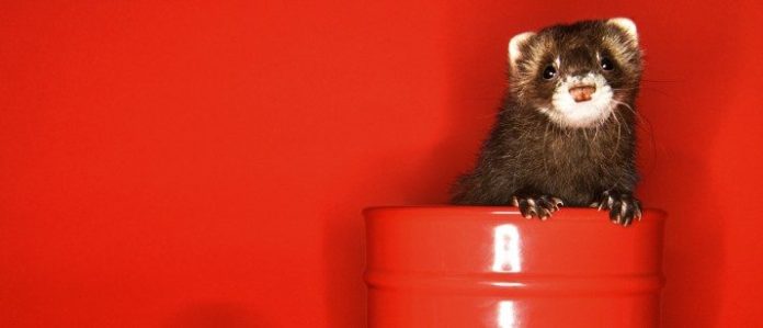 9 Things You Should Avoid Feeding Your Ferret VetBabble