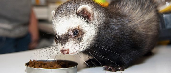 Ferret eating out of a bowl