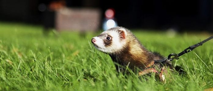 ferret on grass