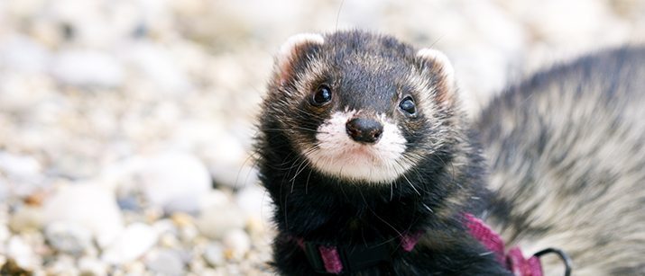 Female black ferret