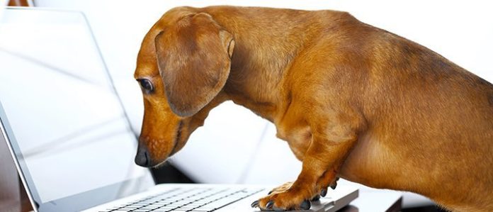 Dog on the laptop