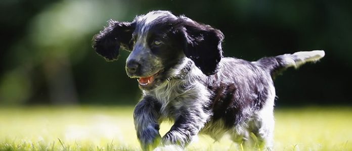 Puppy running on grass