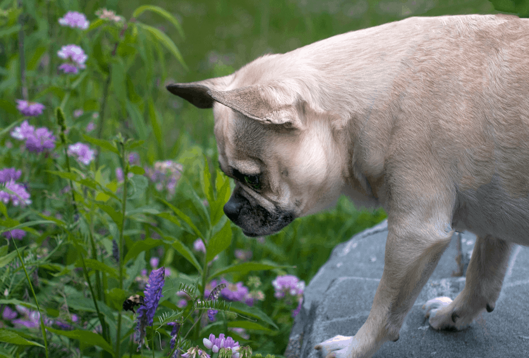 Allergic Reaction in dogs
