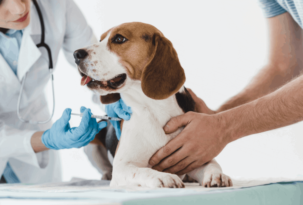 Allergic Reaction in dogs 