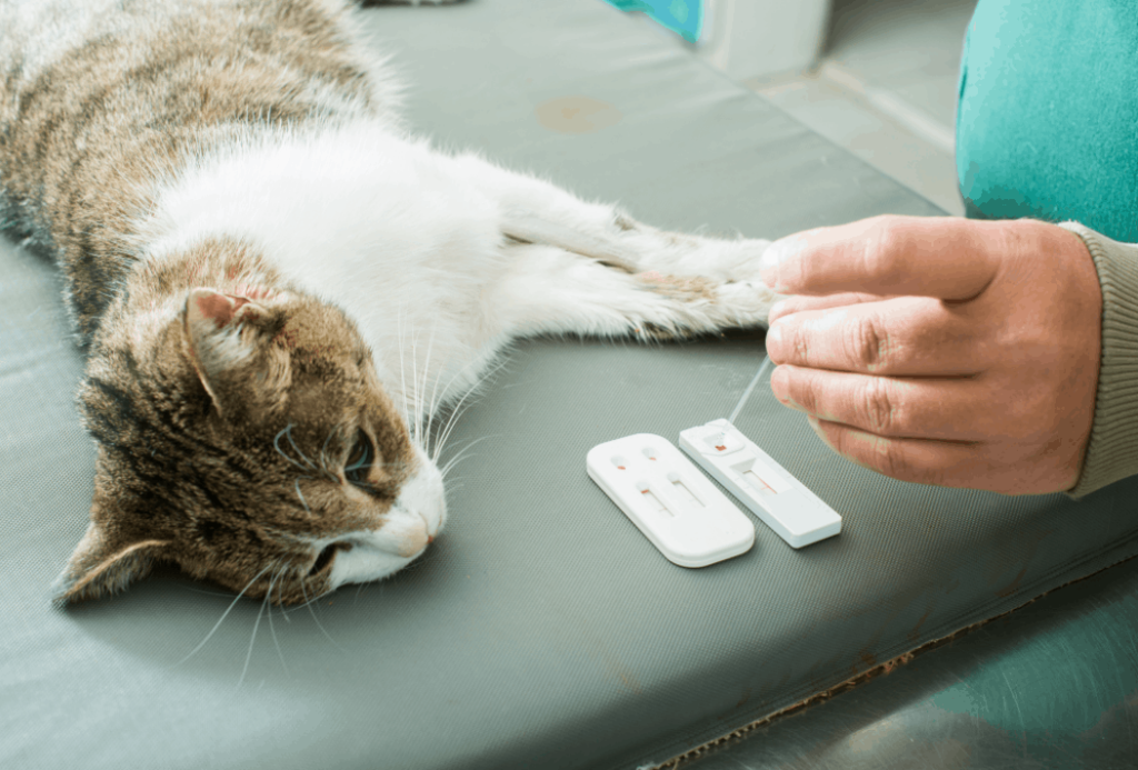 cat blood test 