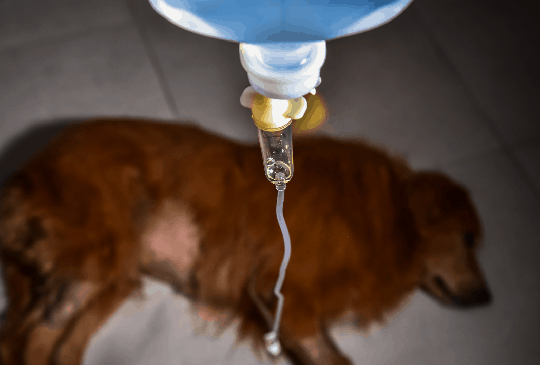 Leptospirosis in Dogs