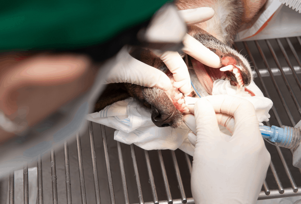 cat under anesthesia