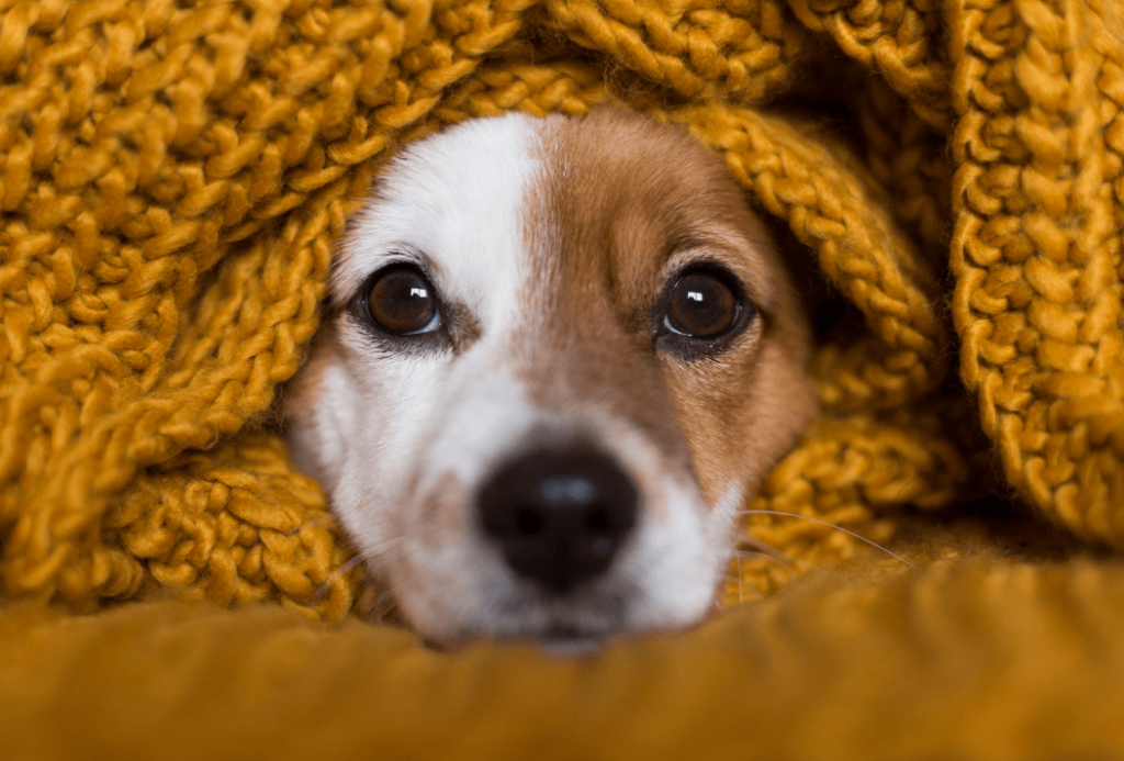 dog with blanket