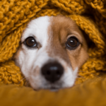 dog with blanket