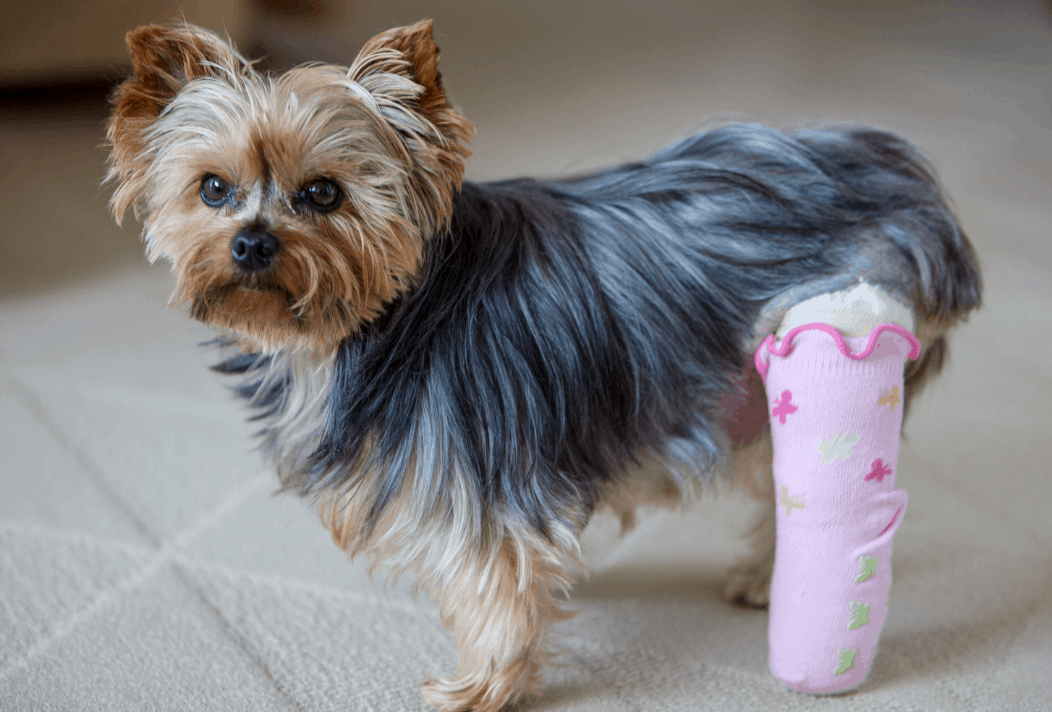 arthritis or dysplasia in older dogs